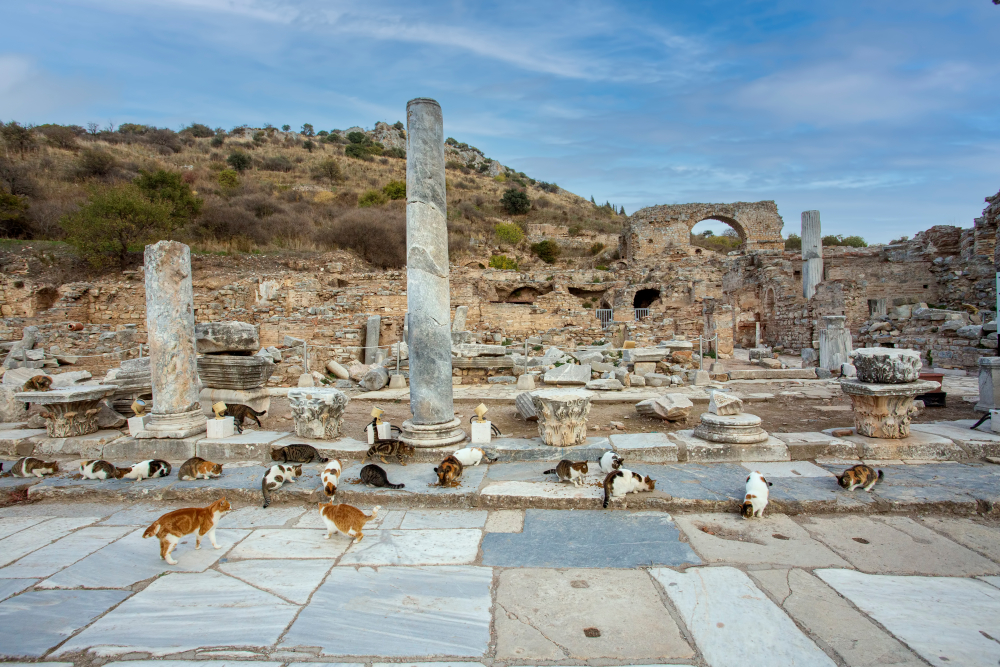Transferplanung vom Flughafen Izmir nach Ephesus